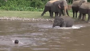 Un hombre nadó con la corriente fingiendo estar ahogándose. Lo vio un elefante. 